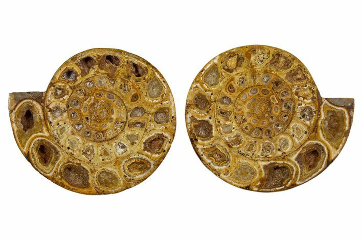 Cut & Polished Jurassic Ammonite (Perisphinctes) Fossil #344945